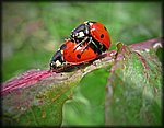 love bugs2_rev.jpg