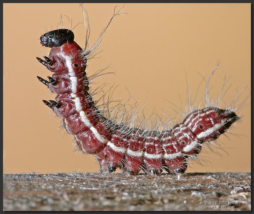 Catipillar_cs2.jpg