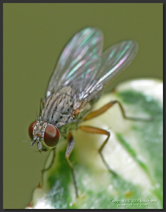 Fly1.jpg