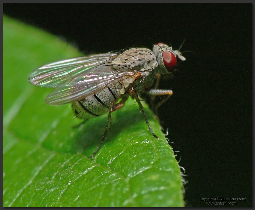 Fly2.jpg