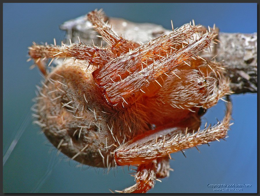 Orange_Spider1.jpg