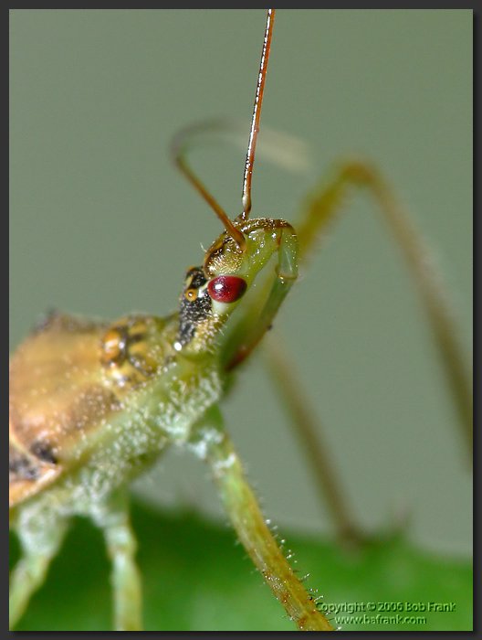 P1030229_crop.jpg