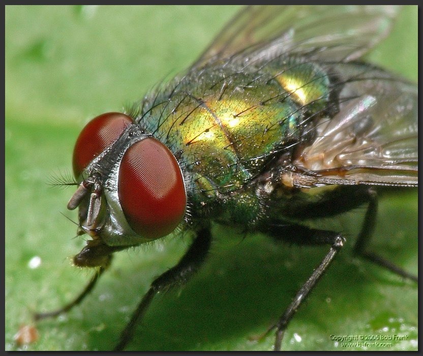 P1030590_crop.jpg