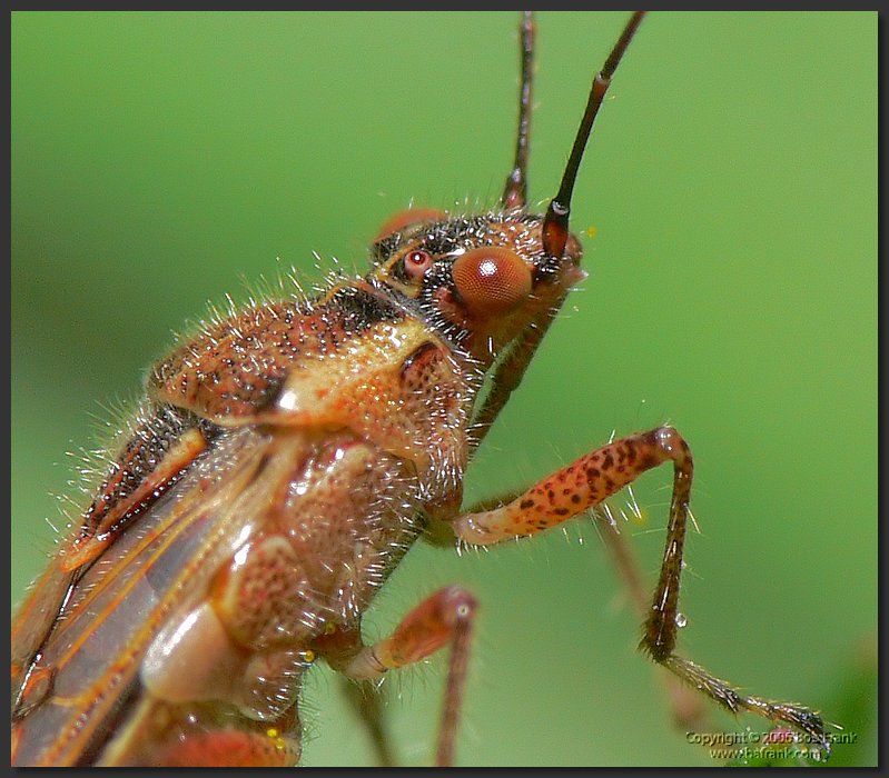 P1030934_crop.jpg