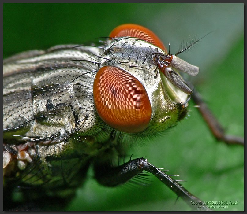 P1040045_crop.jpg