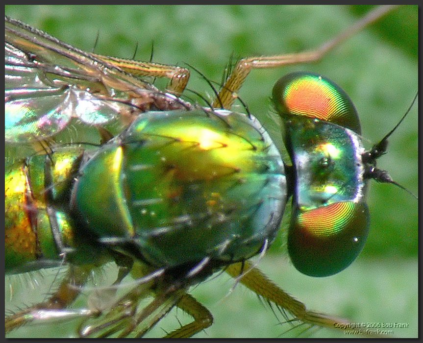 P1040056_crop.jpg