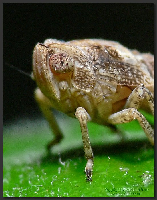 P1040406_crop.jpg