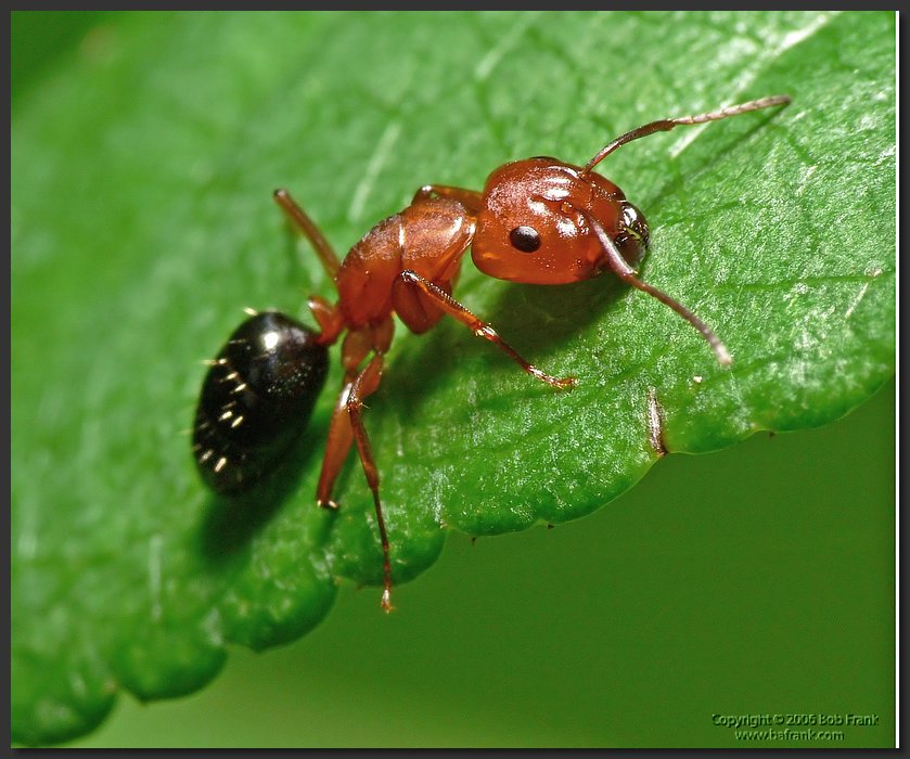 Red_Ant4.jpg