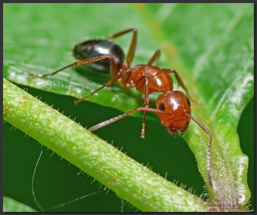 Red_ant5.jpg