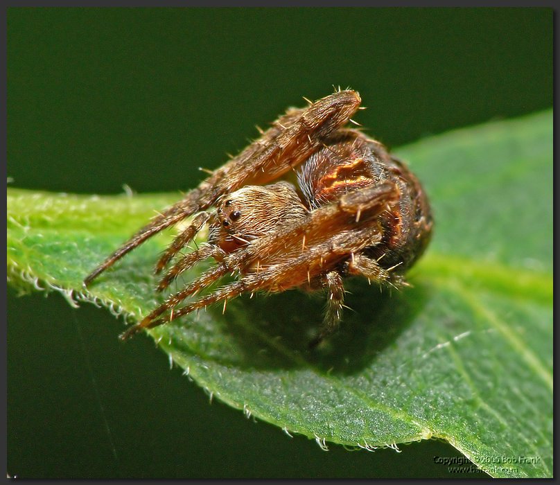 Spider2.jpg