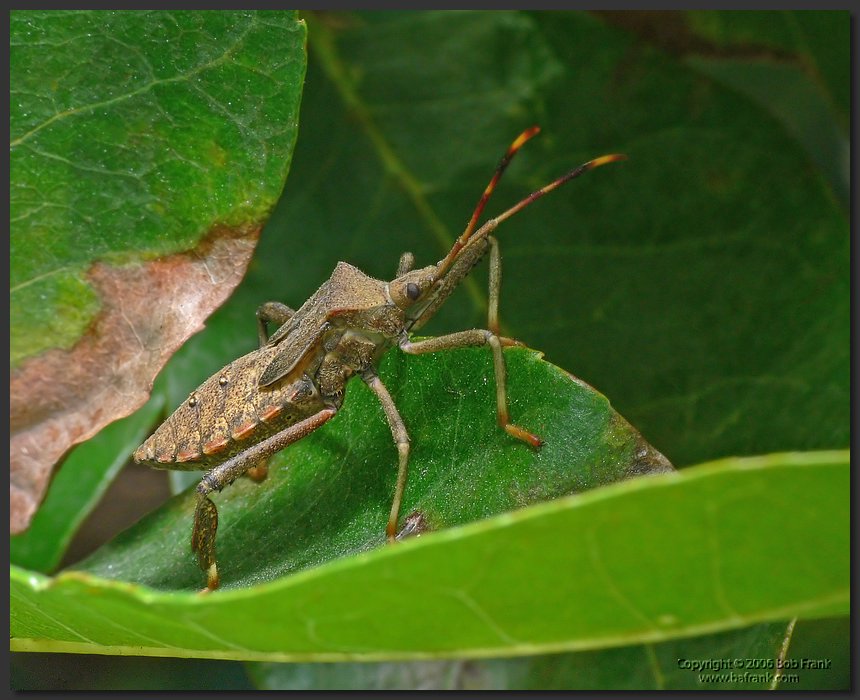 Stink_Bug1.jpg