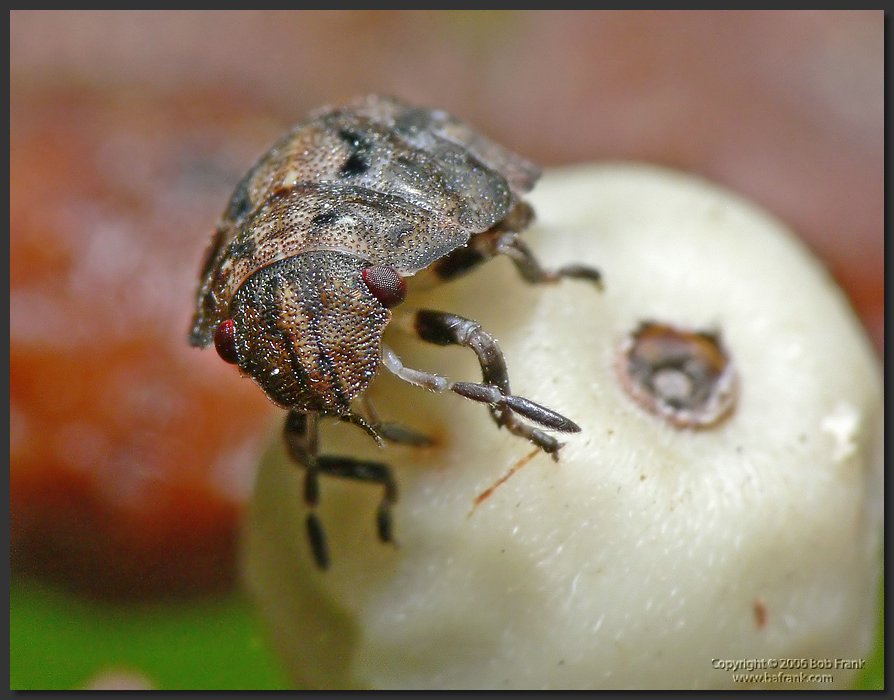 Tiny_Bug3.jpg