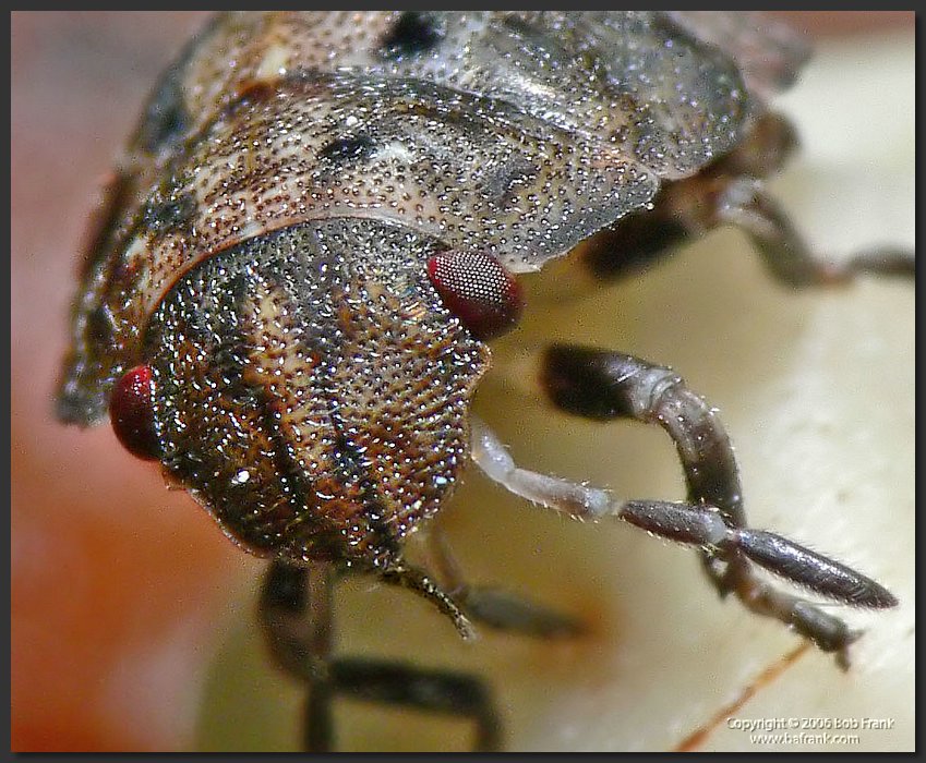 Tiny_Bug3_crop.jpg