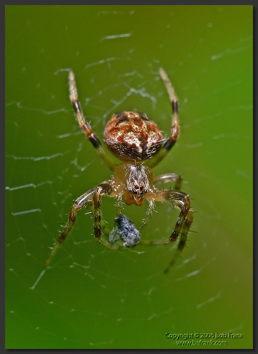 Tiny_Spider2.jpg