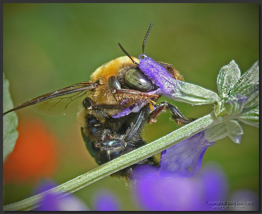 bee.jpg