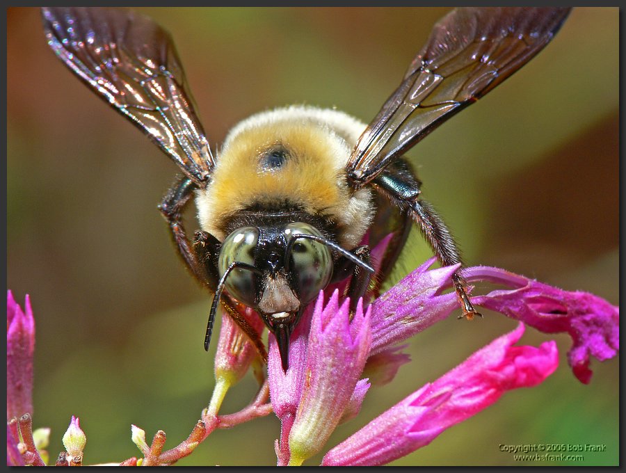 bee1.jpg