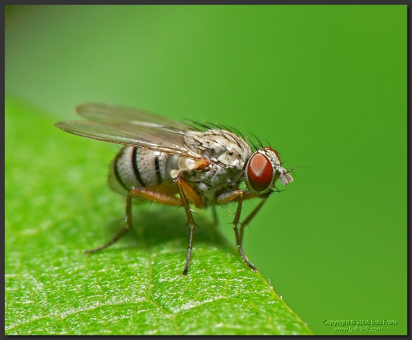 fly3.jpg