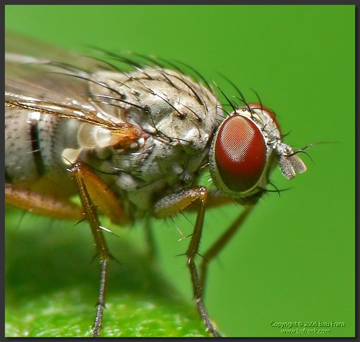 fly3_crop.jpg