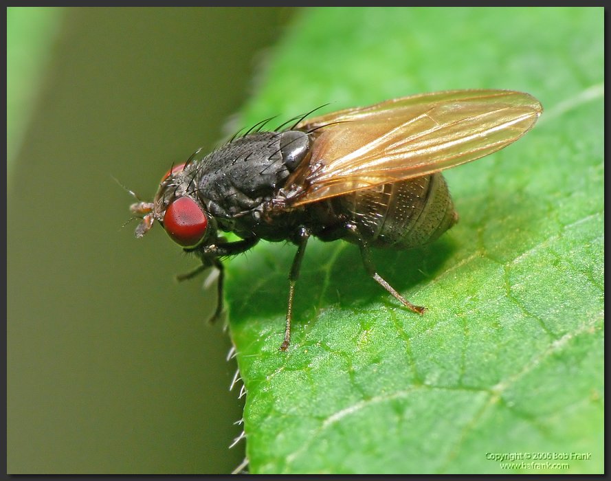 fly4.jpg