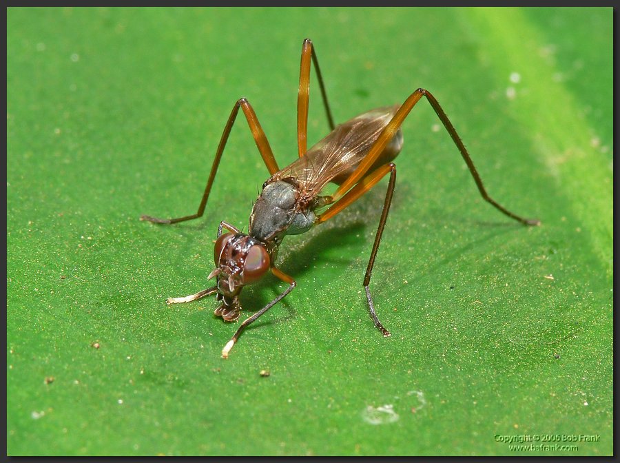 flying_ant2.jpg