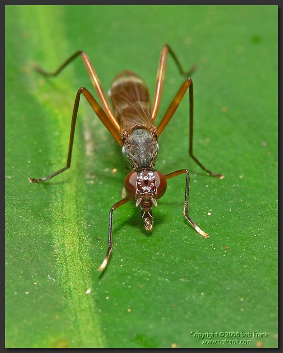 flying_ant3.jpg
