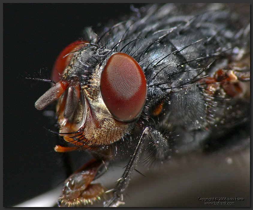 flys_eye.jpg