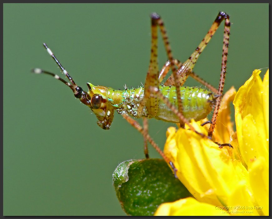green_bug2.jpg