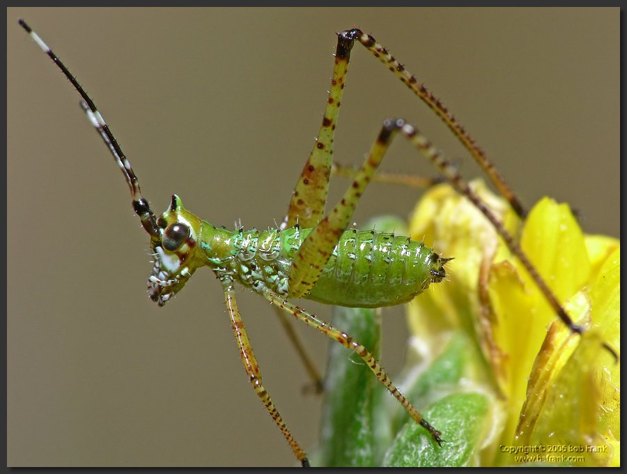 green_bug3.jpg