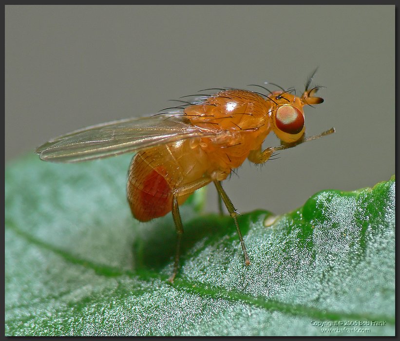 orange_fly.jpg