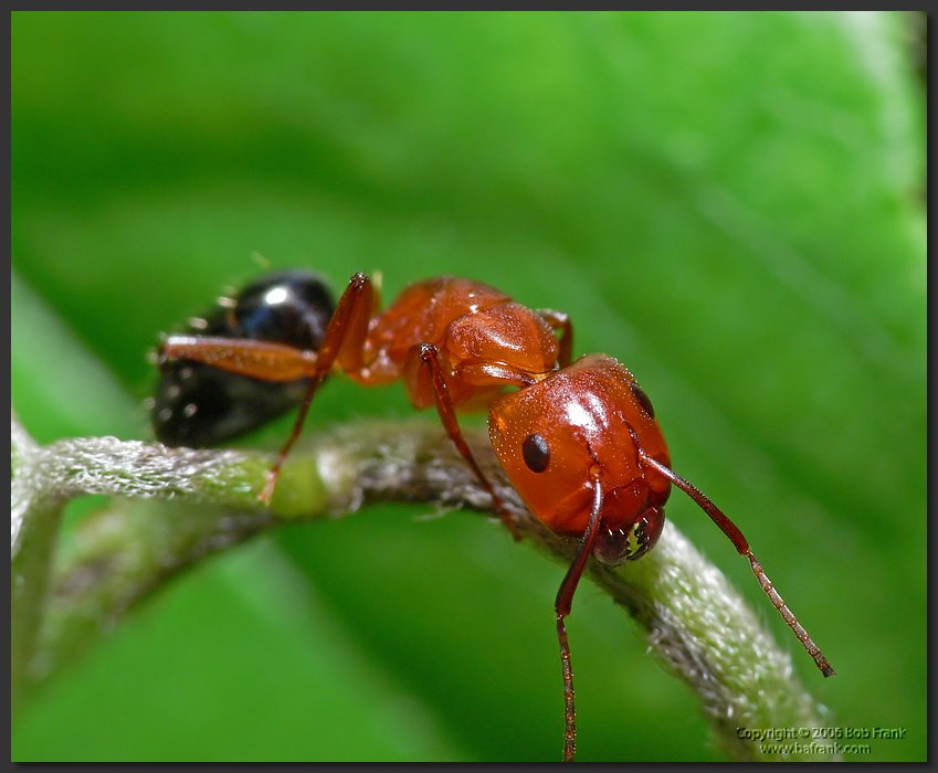 res_ant3.jpg