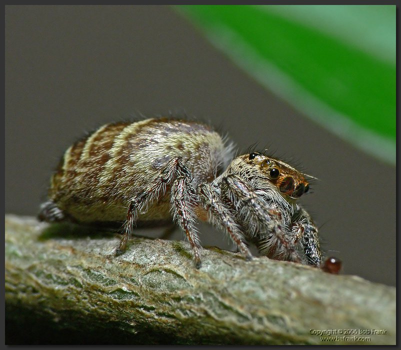 spider.jpg
