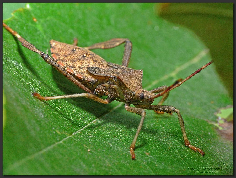 stink_bug2.jpg