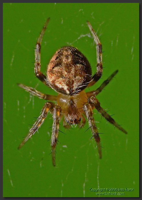 tiny_Spider1.jpg