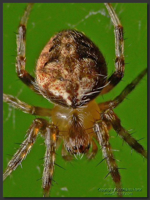 tiny_Spider1_crop.jpg