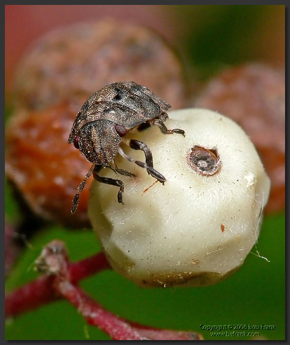 tiny_insect.jpg