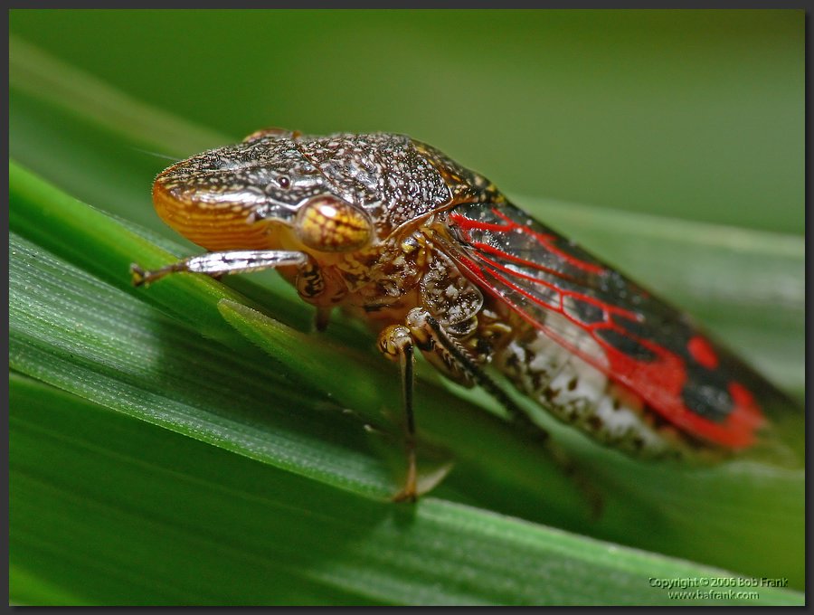 ugly_bug.jpg