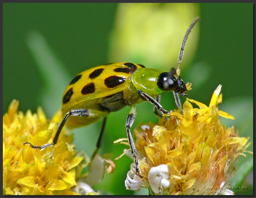 yellow_Bug3.jpg