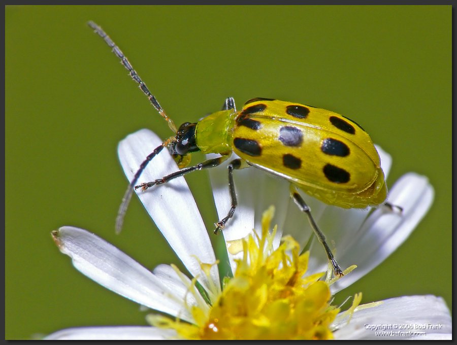 yellow_bug2.jpg