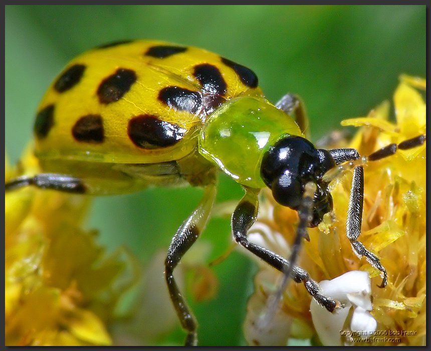 yellow_bug_crop.jpg