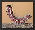 Catipillar_cs2.jpg