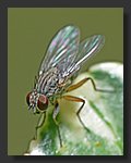 Fly1.jpg
