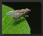 Fly2.jpg