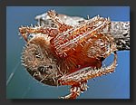 Orange_Spider1.jpg