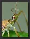 P1030229_crop.jpg