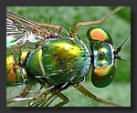 P1040056_crop.jpg
