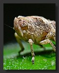 P1040406_crop.jpg