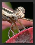P1050968_cp2.jpg