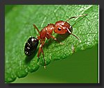Red_Ant4.jpg