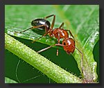 Red_ant5.jpg