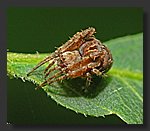 Spider2.jpg
